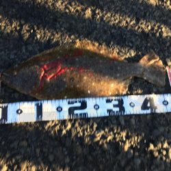 アジ釣り～飲ませ釣りまで順調